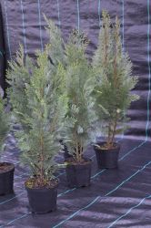 Cyprysik lawsona - Chamaecyparis lawsoniana Alumigold