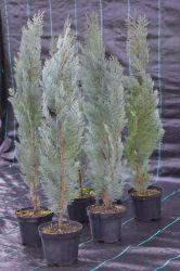 Cyprysik lawsona - Chamaecyparis lawsoniana Columnaris