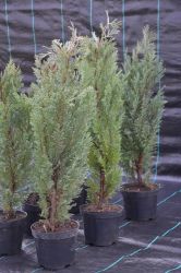 Cyprysik lawsona - Chamaecyparis lawsoniana Fletcheri