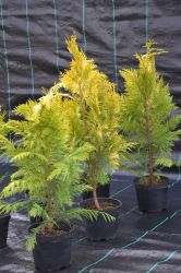 Cyprysik lawsona - Chamaecyparis lawsoniana Golden Wonder