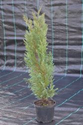 Cyprysik lawsona - Chamaecyparis lawsoniana Fletcheri