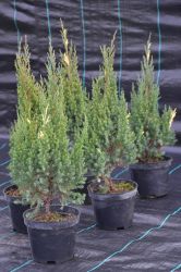 Jałowiec chiński - Juniperus chinensis Stricta Variegata