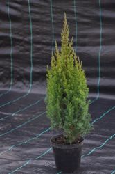Jałowiec chiński - Juniperus chinensis Stricta