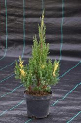 Jałowiec chiński - Juniperus chinensis Stricta Variegata