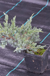 Jałowiec łuskowaty - Juniperus squamata Blue Carpet