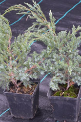 Jałowiec łuskowaty - Juniperus squamata Blue Carpet
