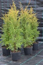 Jałowiec pospolity - Juniperus communis Gold Cone