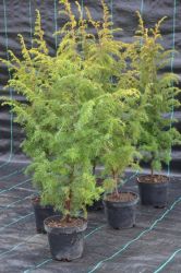 Jałowiec pospolity - Juniperus communis Gold Machangel