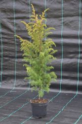 Jałowiec pospolity - Juniperus communis Gold Machangel