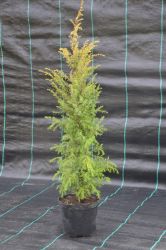 Jałowiec pospolity - Juniperus communis Gold Cone