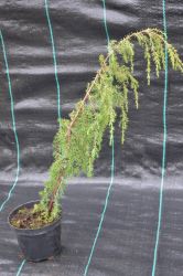 Jałowiec pospolity - Juniperus communis Horstmann