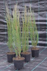 Jałowiec wirginijski - Juniperus virginiana Blue Arrow