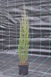 Jałowiec wirginijski - Juniperus virginiana Blue Arrow