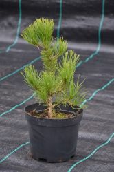 Sosna górska - Pinus mugo Pumilio