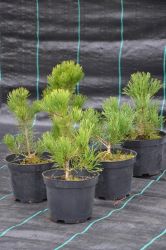 Sosna górska - Pinus mugo Pumilio