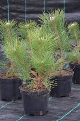 Sosna czarna - Pinus nigra Pyramidalis