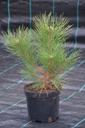 Sosna czarna - Pinus nigra Pyramidalis