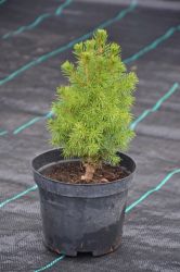 Świerk biały - Picea glauca Conica