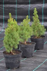 Świerk biały - Picea glauca Daisys White