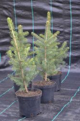 Świerk kłujący srebrny - Picea pungens glauca