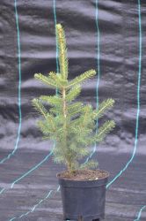 Świerk kłujący srebrny - Picea pungens glauca