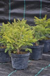Świerk pospolity - Picea abies Nidiformis