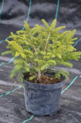 Świerk pospolity - Picea abies Nidiformis