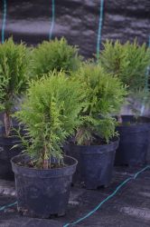 Żywotnik zachodni - Thuja occidentalis Danica