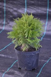 Żywotnik zachodni - Thuja occidentalis Danica