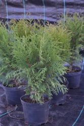 Żywotnik zachodni - Thuja occidentalis Globosa