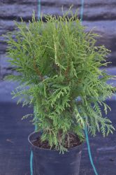 Żywotnik zachodni - Thuja occidentalis Globosa