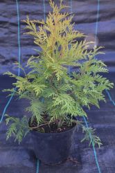 Żywotnik zachodni - Thuja occidentalis Golden Globe