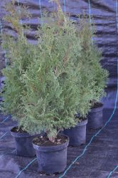 Żywotnik zachodni - Thuja occidentalis Holmstrup