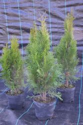 Żywotnik zachodni - Thuja occidentalis Smaragd