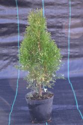 Żywotnik zachodni - Thuja occidentalis Smaragd Variegata